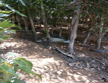 Biodegradation is one of the major contribution of the microorganisms. If the litter and dead organisms or their body parts are not degraded and the nutrients locked therein, not returned to the nature then continuation of life on this planet will not be possible. 